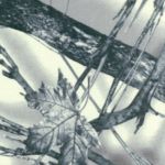 Плащевая мембрана Алова комфорт фотопринт 